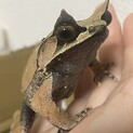 ミツヅノコノハガエル、オスの里親募集です。