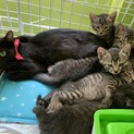 かわいい5匹の子猫と母猫♡黒猫キジトラ