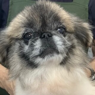 ペキニーズの女の子