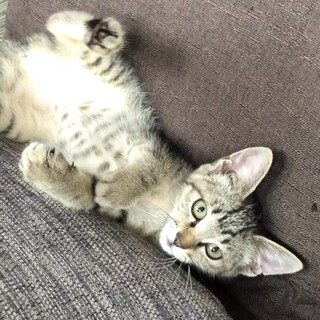 小柄でめちゃ可愛い！キジトラメスのあかりちゃん