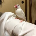 文鳥 白 里親募集