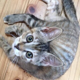人間大好き！甘えたで可愛い仔猫２カ月です