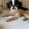 狆ミックス？！『はづきちゃん』♀ サムネイル2