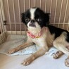 狆ミックス？！『はづきちゃん』♀ サムネイル3