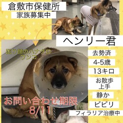 「がんばっているハナグロワンコず→全頭譲渡決定！」サムネイル1