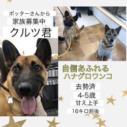 「がんばっているハナグロワンコず→全頭譲渡決定！」サムネイル2