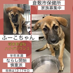 「がんばっているハナグロワンコず→全頭譲渡決定！」サムネイル3