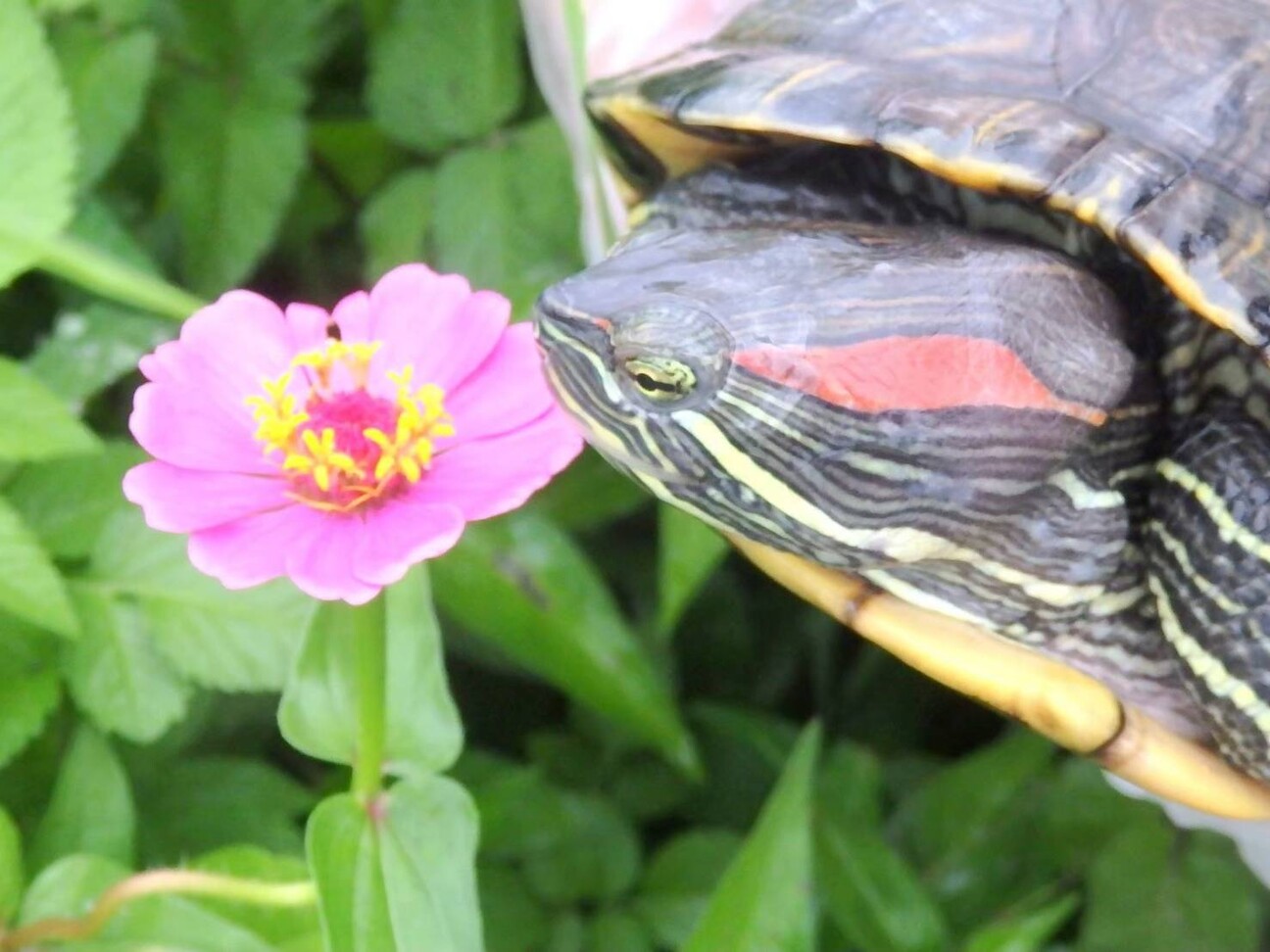 ミシシッピアカミミガメの 奈良県 爬虫類 他の里親募集 ペットのおうち 月間利用者150万人