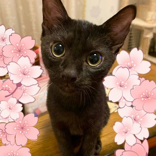 人が大好き過ぎる甘えん坊　男の子　生後約4ヶ月