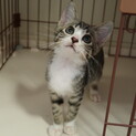 キジ白のテイラーちゃん