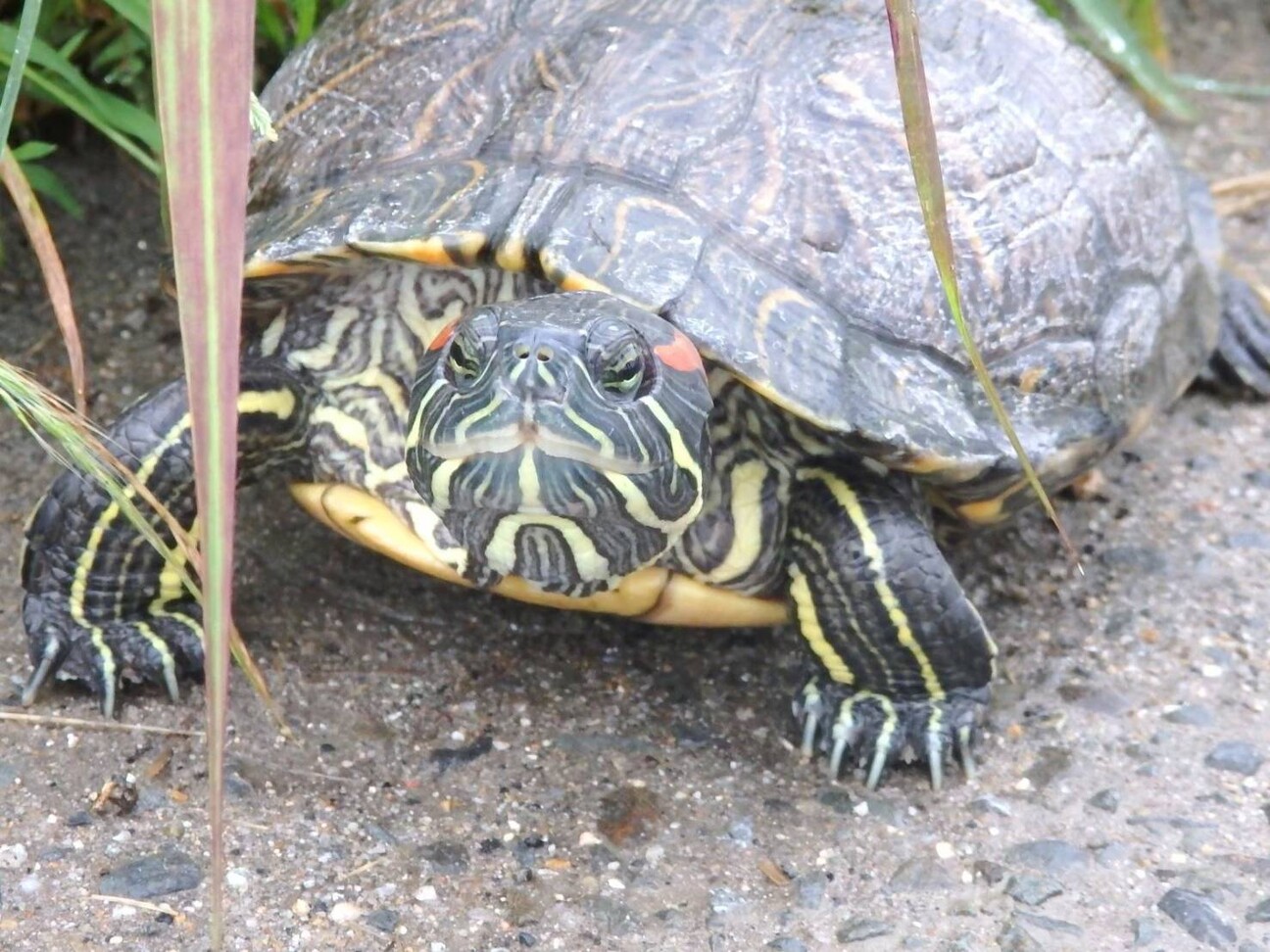 ミシシッピアカミミガメの 奈良県 爬虫類 他の里親募集 ペットのおうち 月間利用者150万人