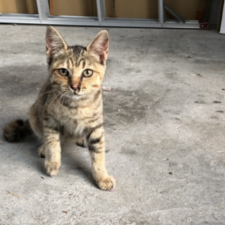 新しいおうちが見つかったよ♀