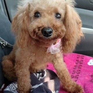 トイプードルの女の子 あくびちゃん