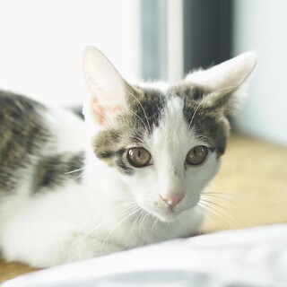 ギャオスと申します