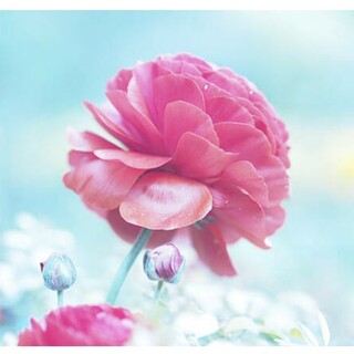 ヨークシャーテリア