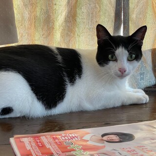 ハチワレ成猫トトちゃん
