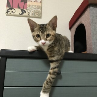 緊急里親募集中！