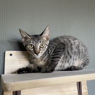 【シャンプー済み】かわいい兄弟猫、キジトラの男の子