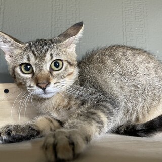 【シャンプー済み】兄弟猫、うす茶キジトラの女の子