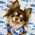 ときにわ　思いっきり甘えてみたい❤シャイガール