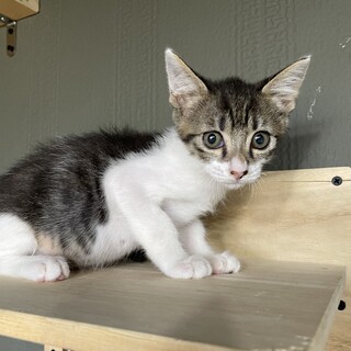 【シャンプー済み】兄弟猫、小さめの女の子