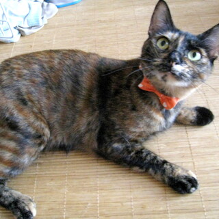 甘えん坊のサビ