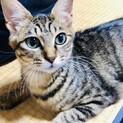 美形猫 おだやかな子です