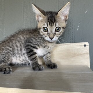 【シャンプー済み】兄弟猫、キジトラ