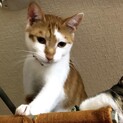 急募！助けてください！