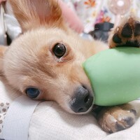 ロイ