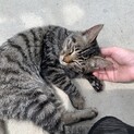 ご相談中【ご応募ありがとうございます!】子猫の兄弟