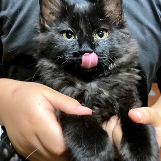 ふわふわ黒い長毛の男の子