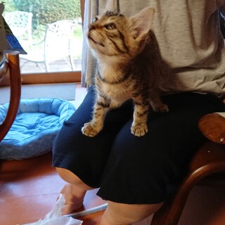 仔猫パッション君の里親さん募集一時停止