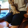 仔猫パッション君の里親さん募集一時停止 サムネイル2