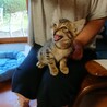 仔猫パッション君の里親さん募集一時停止 サムネイル3