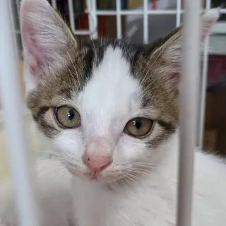 キジシロの男の子　くう君