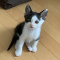 可愛い黒白くんです