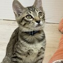 【小平市】のんびり屋さんのキング君