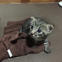 生後約2.3週 元気なキジ子猫ちゃん