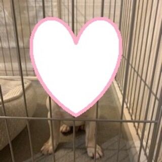 お利口なフレンチ・ブルドッグ　子犬