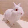 おもち
