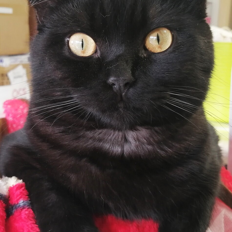 クッキーのカバー写真