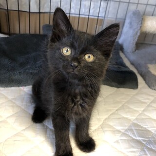 クマちゃんみたいな 可愛い黒猫