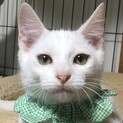 元気で活発、真っ白なハンサムボーイ、ライムです！