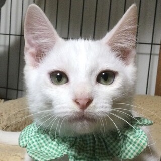 元気で活発、真っ白なハンサムボーイ、ライムです！