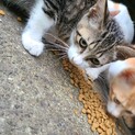 多頭飼崩壊の猫達