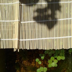 「メダカ日記⑰」サムネイル2