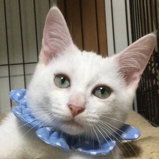 大きな瞳とキトンキャップが愛らしい、プラムです！