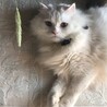 今日も元気です！ありがとうございます！