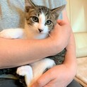 ちょっとシャイな可愛い3ヶ月男の子（ポロ君）